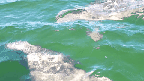 Dolphins playing in the Gulf waters